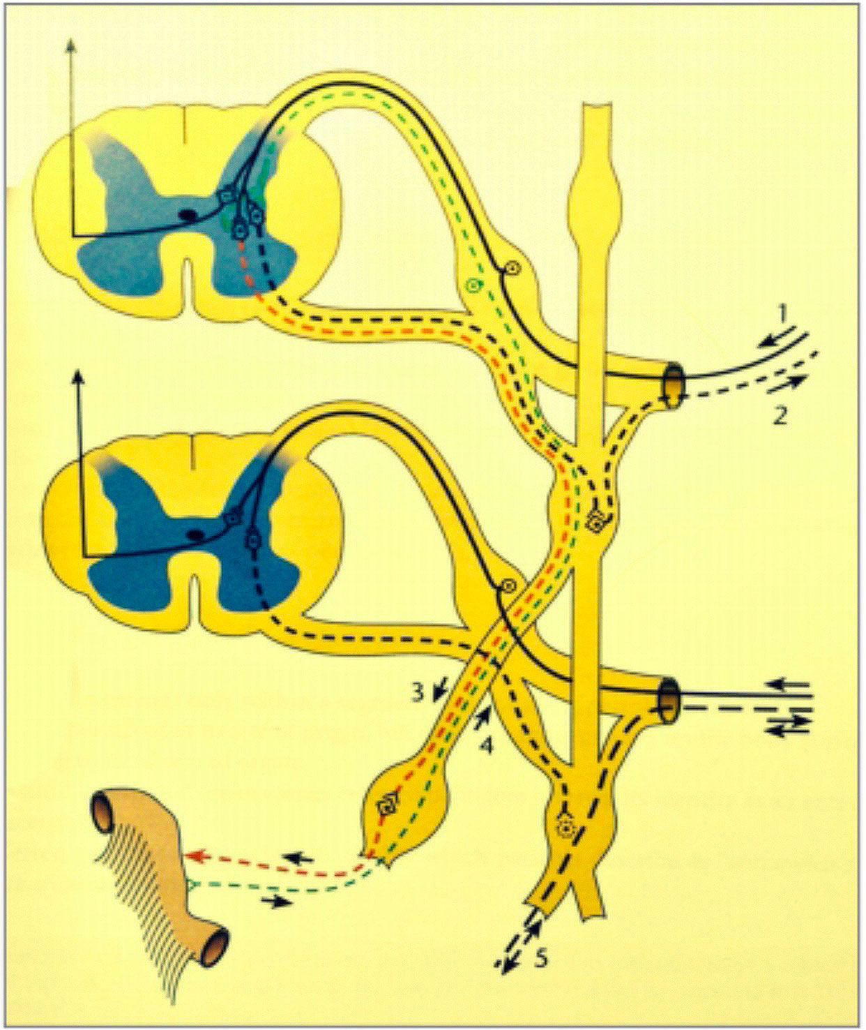 reflex relations